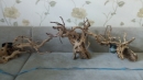 Desert Driftwood купить