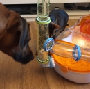 грызуны домашние