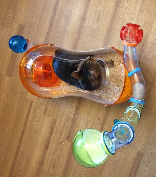 товары для хомяка