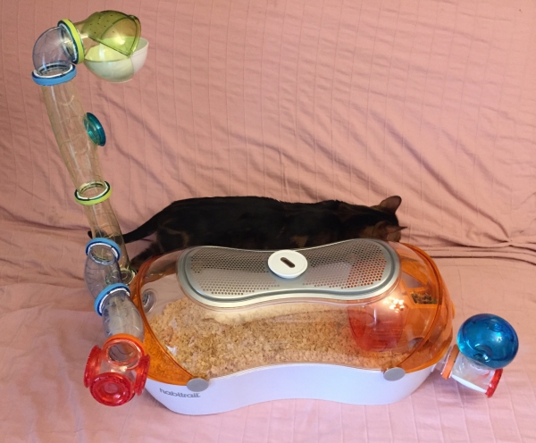 лабиринт для хомяка