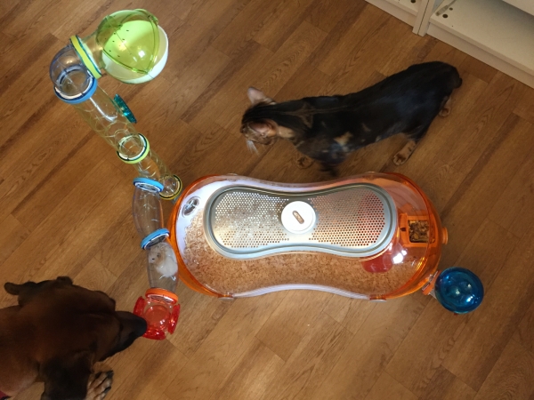 тоннель для хомяка купить