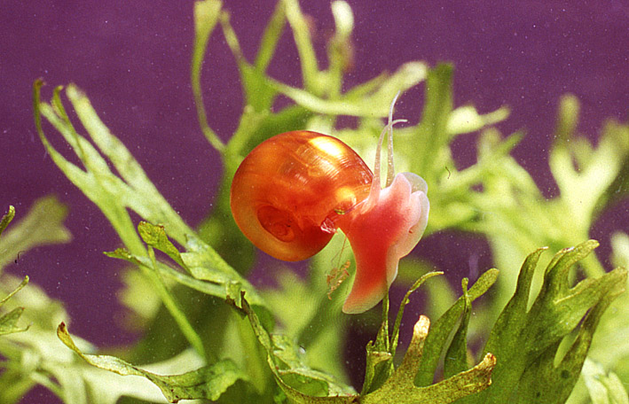 Улитка катушка