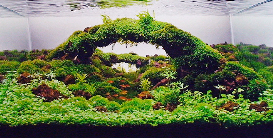 "История Овакомо"