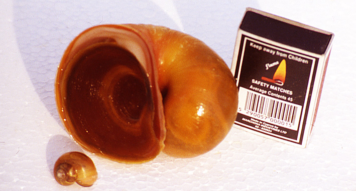 крупная катушка и ампулярия