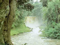 Действительно мягки богатые седиментами воды реки Рутшуру в Восточном Заире. Её пороги не столь уж высоки, но для рыб они представляют собой непреодолимые преграды.