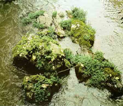 В проточной воде многих ручьёв и речушек Южной и Юго-Восточной Азии обитают, например, барбусы. На фотографии - одно из таких мест.
