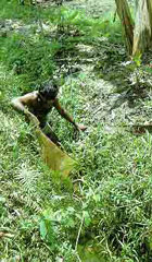 В районе Коттева-Форест на юге Шри-Ланки вот в такой узкой канавке, полной воды, обнаружена Malpulutta kretseri.