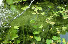 Вид на водное зеркало одной из бухт Джардин-Ривер на севере полуострова Кейп-Йорк в Северо-Восточной Австралии. Растительность отличается пышностью: это родина австралийской Iriatherina werneri, которую можно отличить по чёрным лучам на плавниках.
