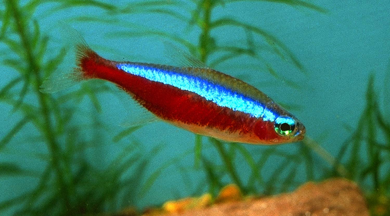 Chilatherina axelrodi