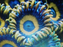 Зоантусы Супер Ультра